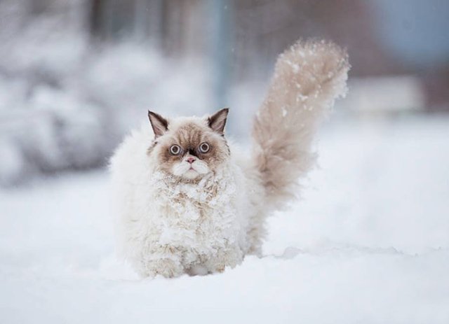 chat neige.jpg