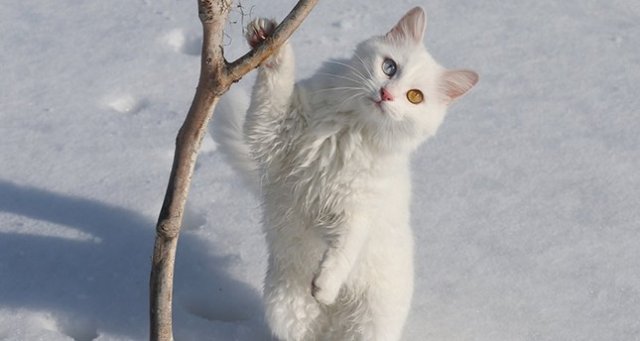 chat blanc.jpeg