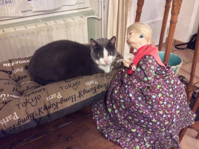 Gros Tigris sur coussin.jpg