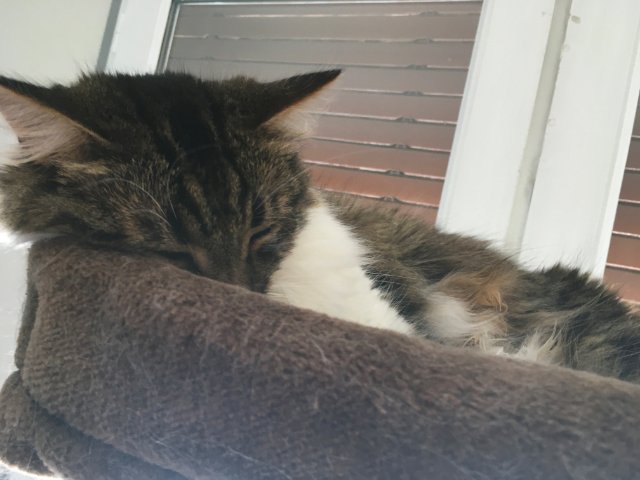 Gremlin dynamique.jpg