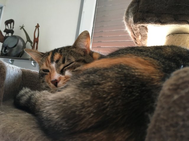 Hermione dynamique.jpg