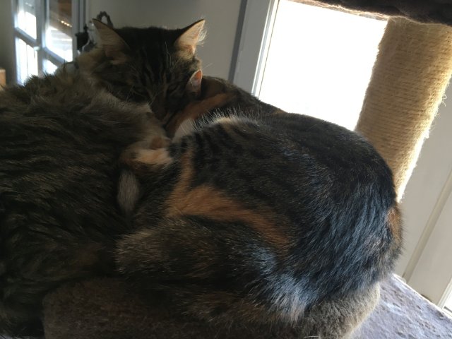 touche pas à ma frangine !.jpg