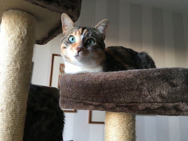 Hermione perchée.jpg