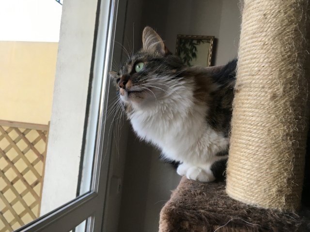 Gremlin perchée.jpg