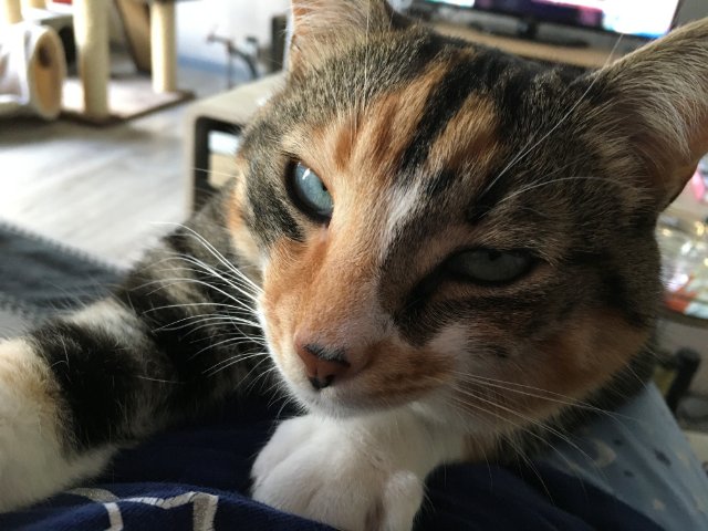 Griffue diabolique.jpg