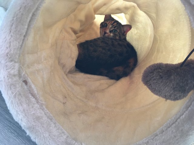 Mione-Mione se cache.jpg