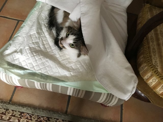 chausson au chat-vache.jpg