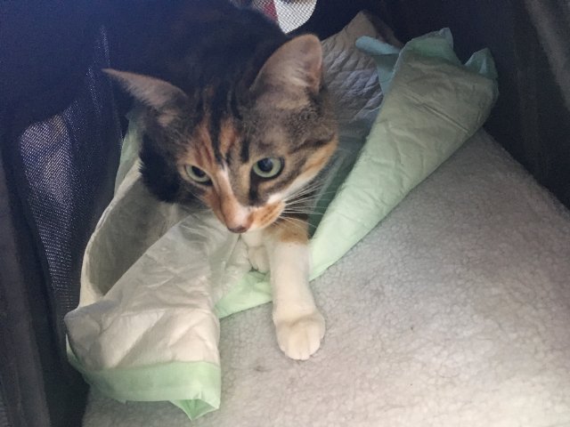 Mione-Mione en boîte.jpg