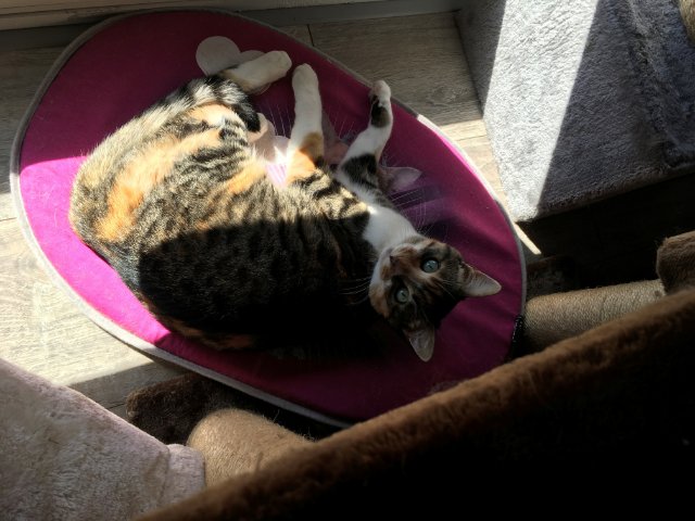 tortue qui bronze.jpg