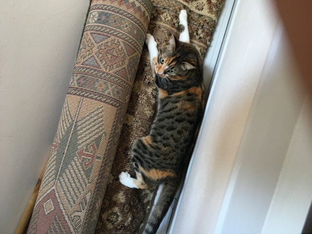 Hermione la grimpeuse.jpg