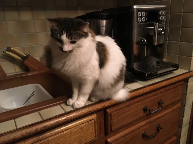 chat-vache caféiné.jpg