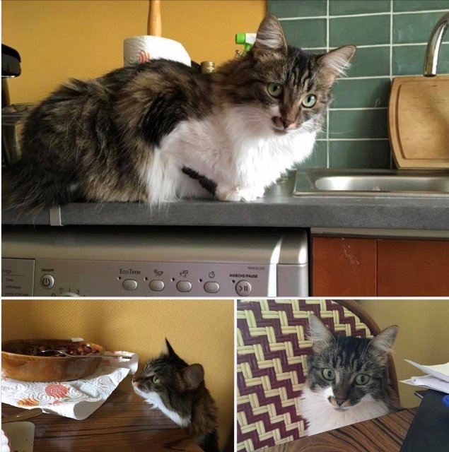 Variations autour d'une Gremlin.jpg