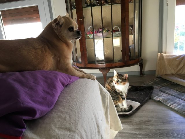 Un Saucisson sous surveillance.jpg