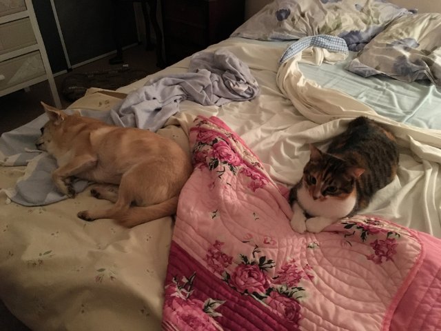 compagnie nocturne.jpg