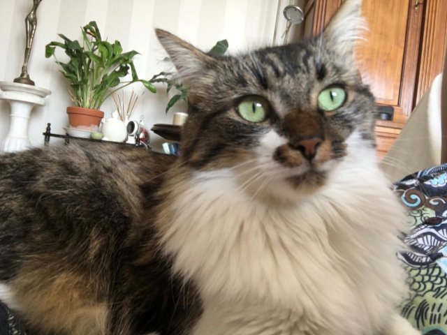 chat médicament.jpg