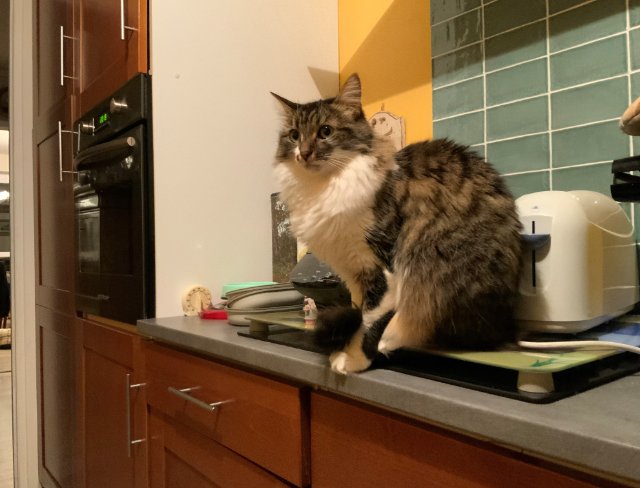 Gremlin surveille le repas.jpg