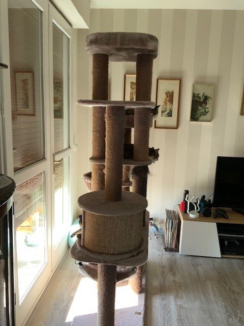 baobab et chats qui ronflent.jpg