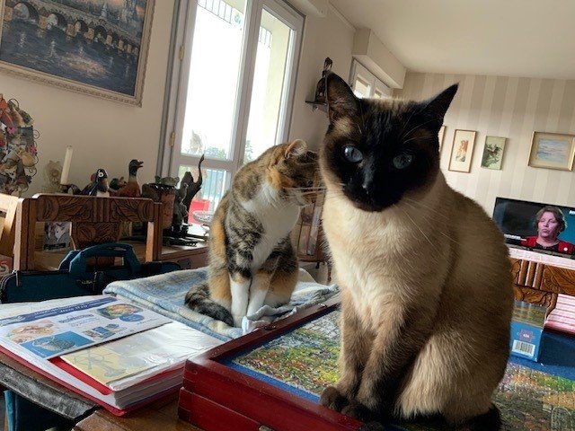 Chats sur puzzle.jpg