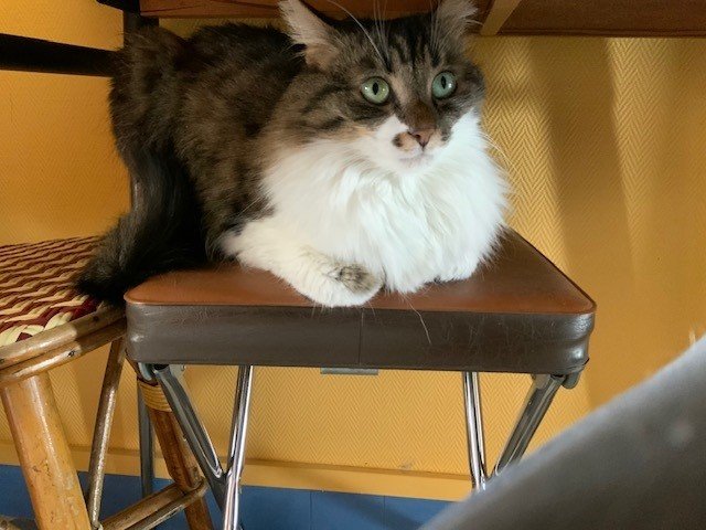 Grem en embuscade.jpg