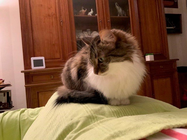 Gremlin se questionne.jpg