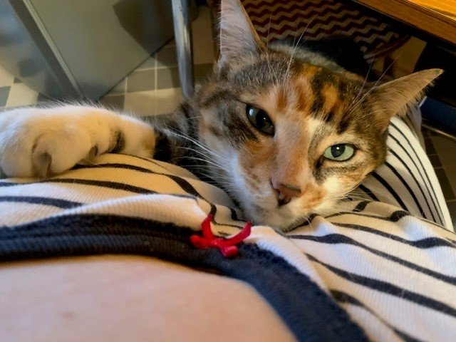 Hermione pause du matin.jpg