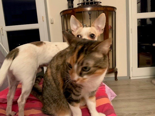 oreilles qui dépassent.jpg